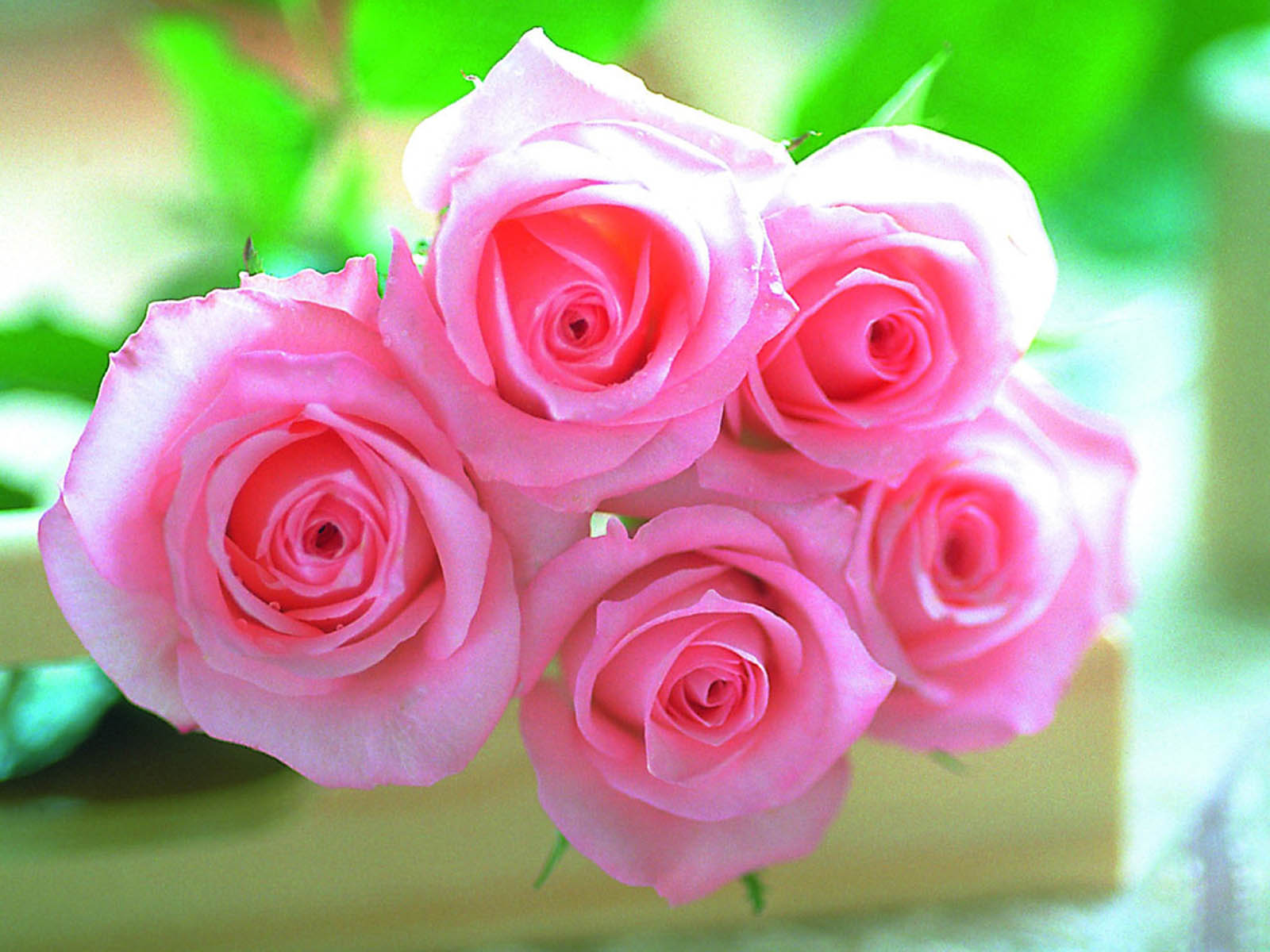 Tag Pink Rose Wallpaper Background Photos Pictures And Image