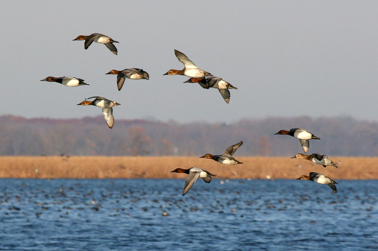 File Sback Aythya Valisineria In Flight Jpg