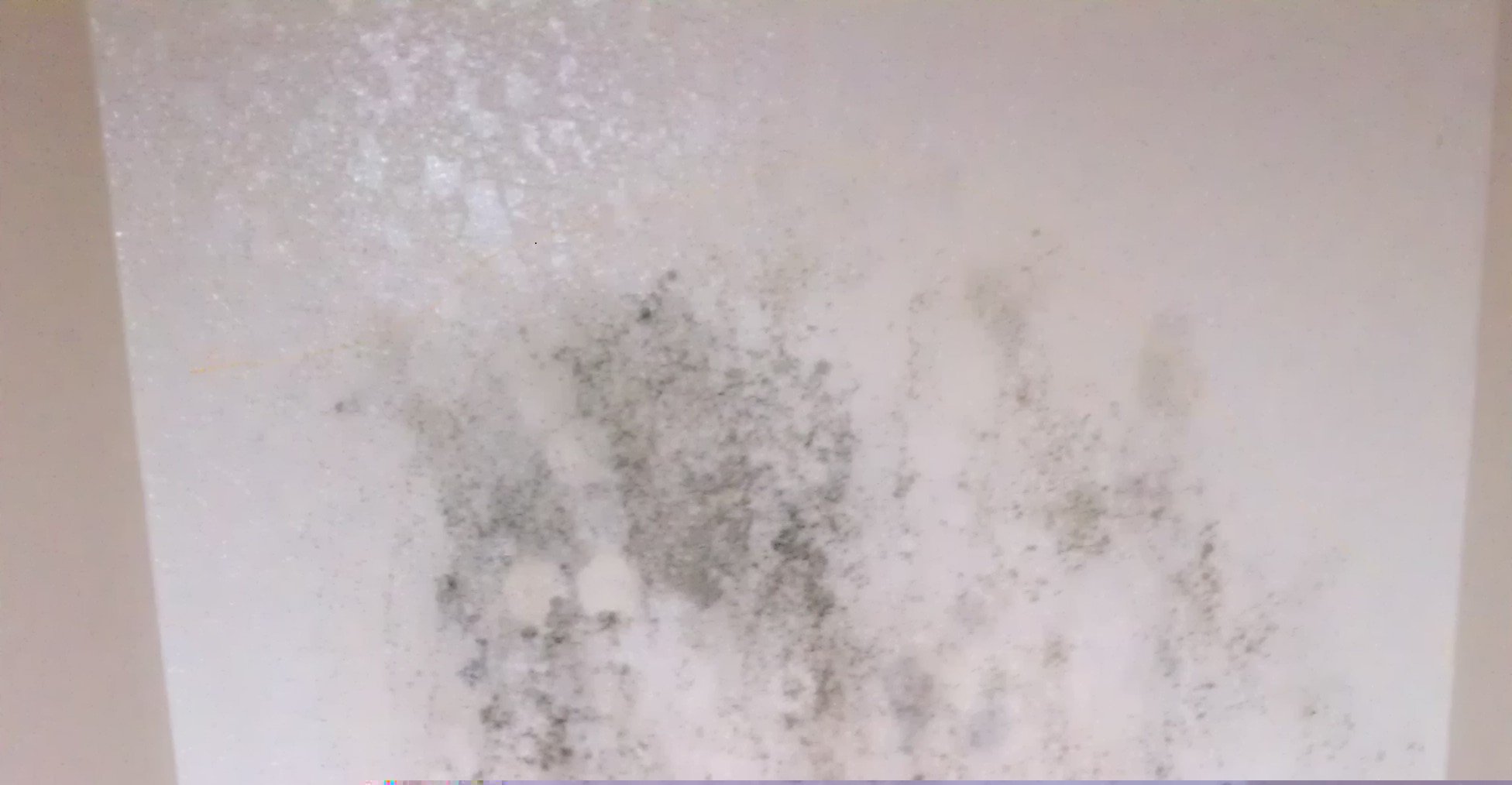 Free download black mold behind drywall 300x199 Black Mold Guide