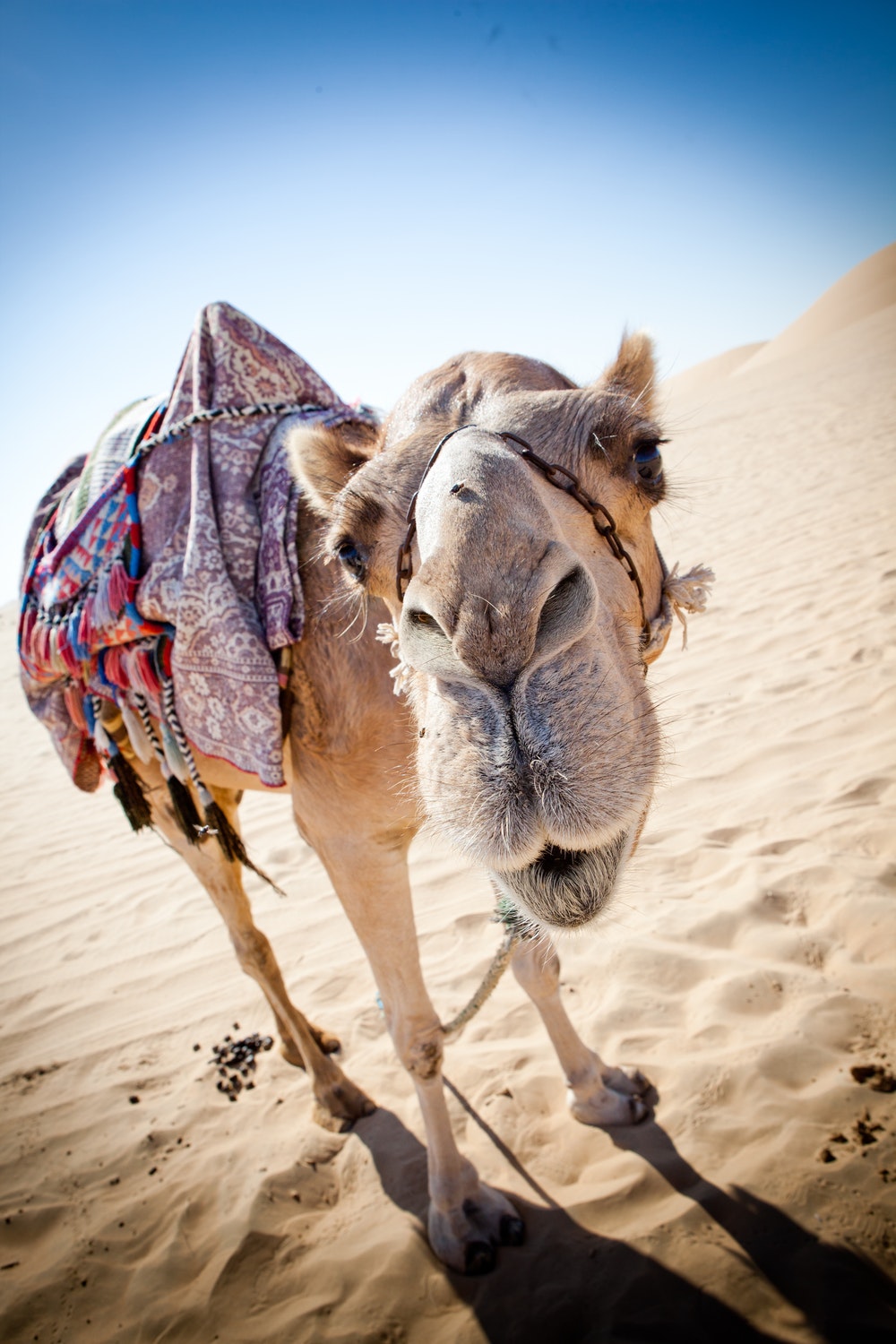 Camel Pictures HD Image