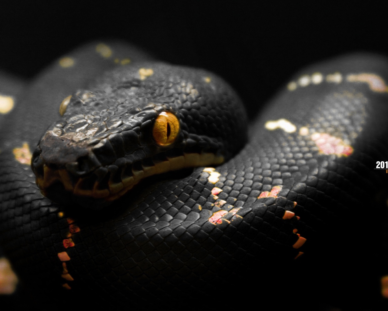 Cool Snakes HD Wallpaper Black