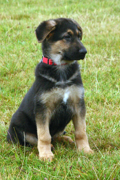 German Shepherd Dog Breeds Pictures Breed Small Large