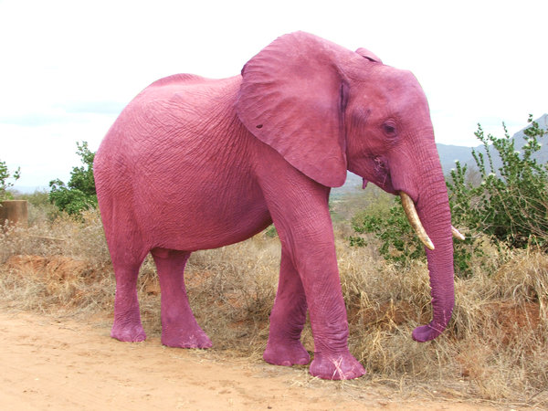 Pink Elephant By House Of Wolves