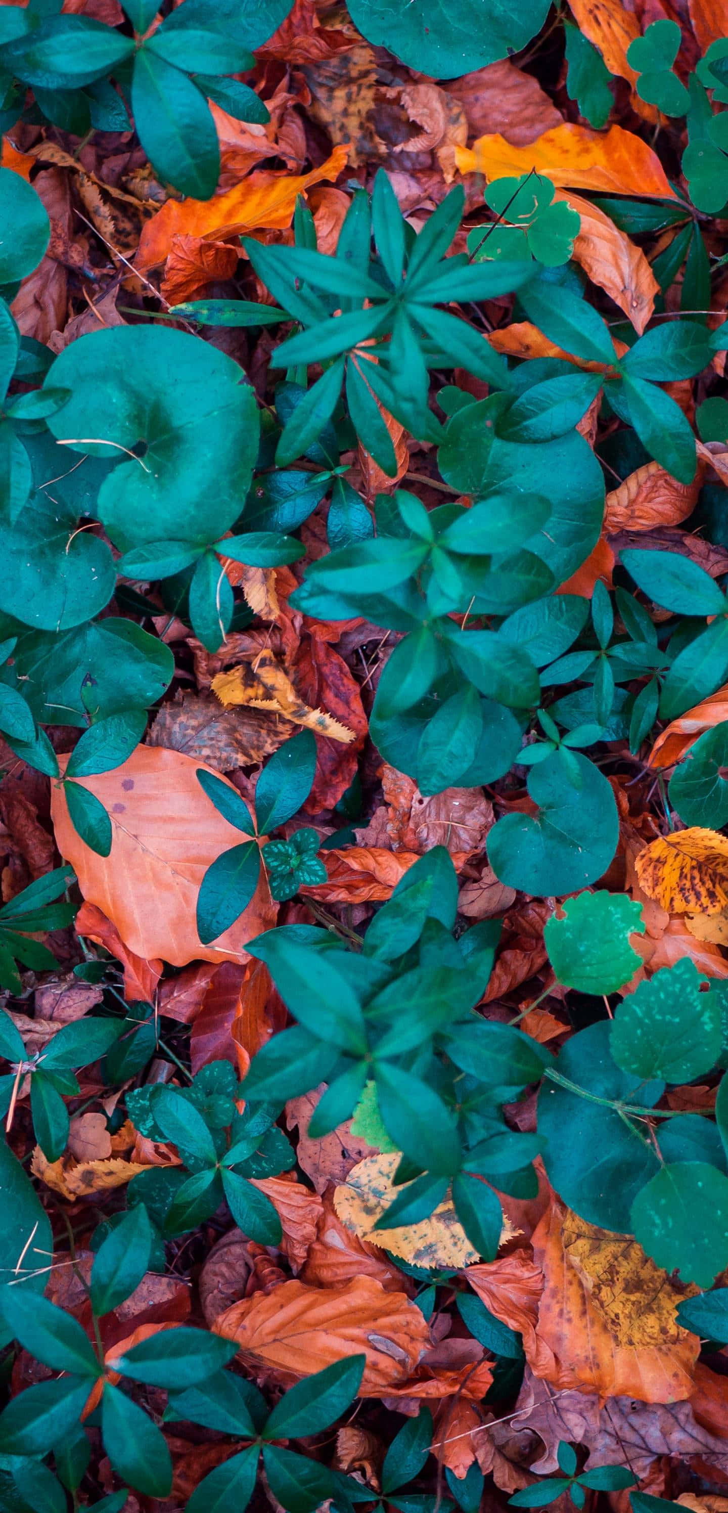 Fall Leaves iPhone Wallpaper