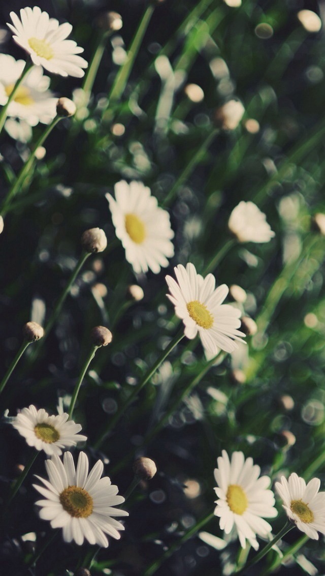 Spring White Daisies Wallpaper iPhone
