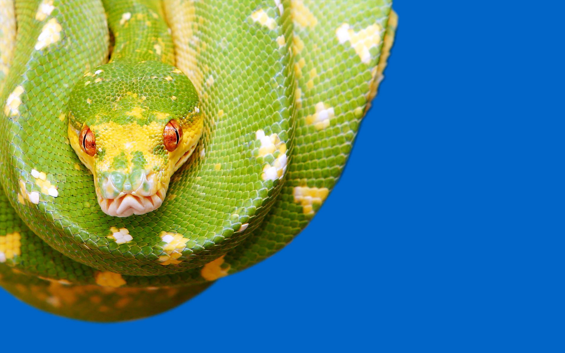 Python Puter Wallpaper Desktop Background Id