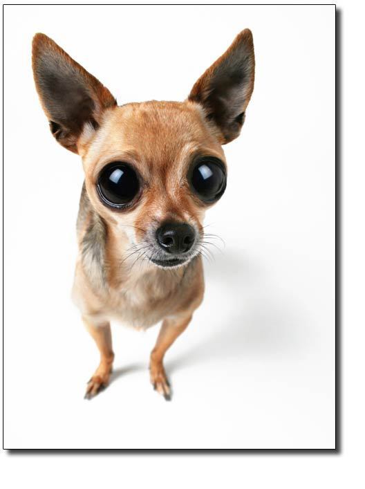 Cute Chihuahua Wallpaper HD Desktop Background