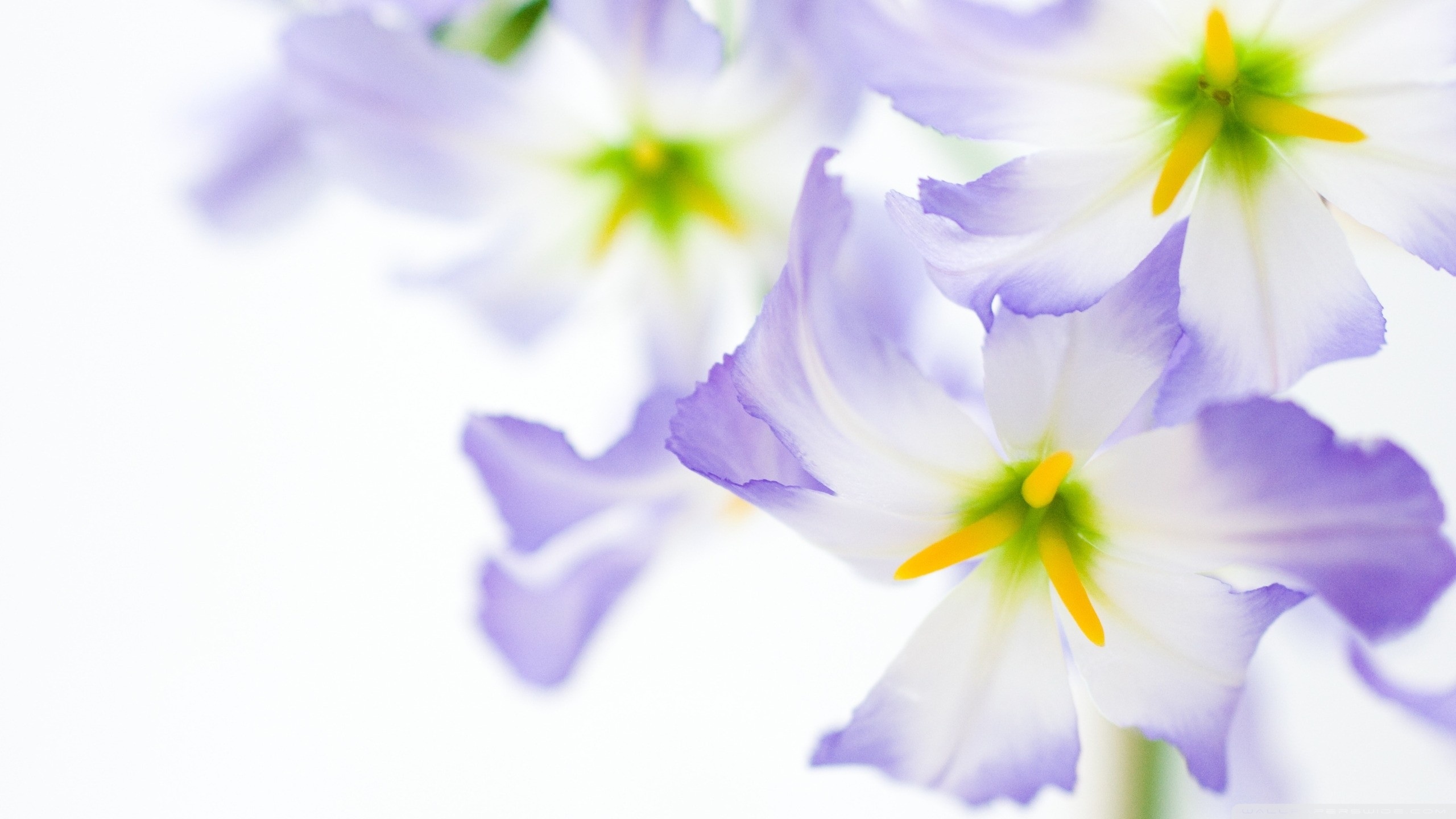 White Purple Flower Wallpaper We Provide The Best