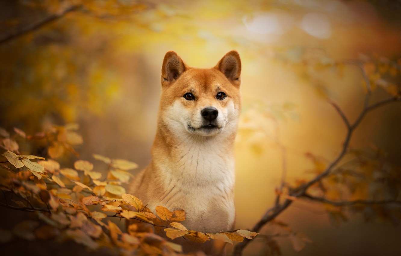 Wallpaper Autumn Look Face Branches Dog Bokeh Shiba Inu