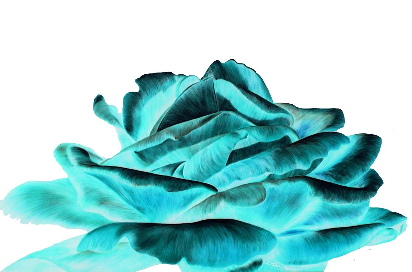 Turquoise Rose Wallpaper 1337x885