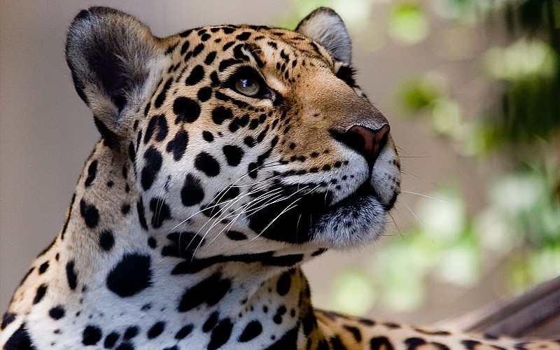 Los Grandes Felinos Jaguares Vistazo Hocico Animales
