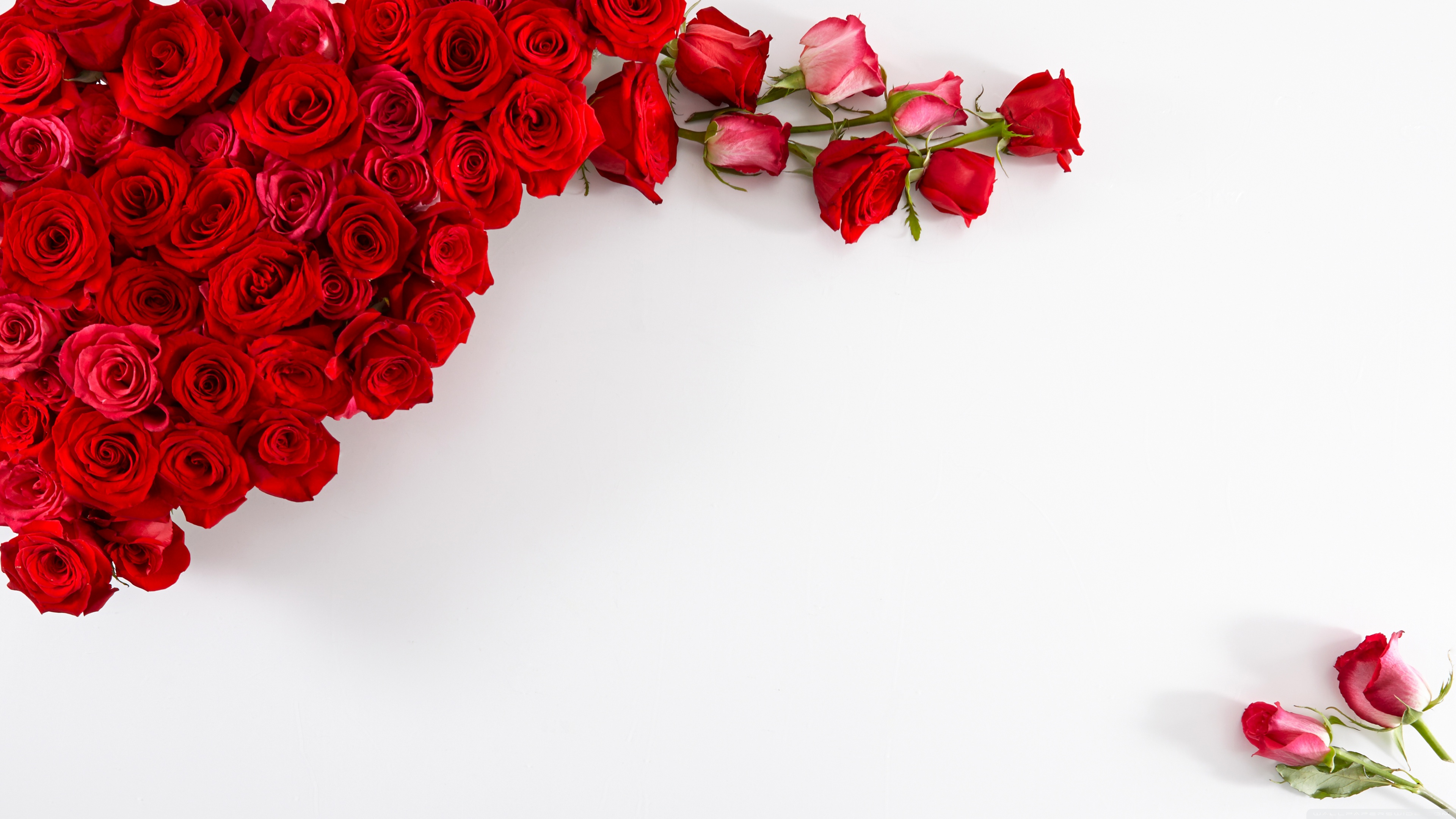 Red Roses on White Background HD desktop wallpaper