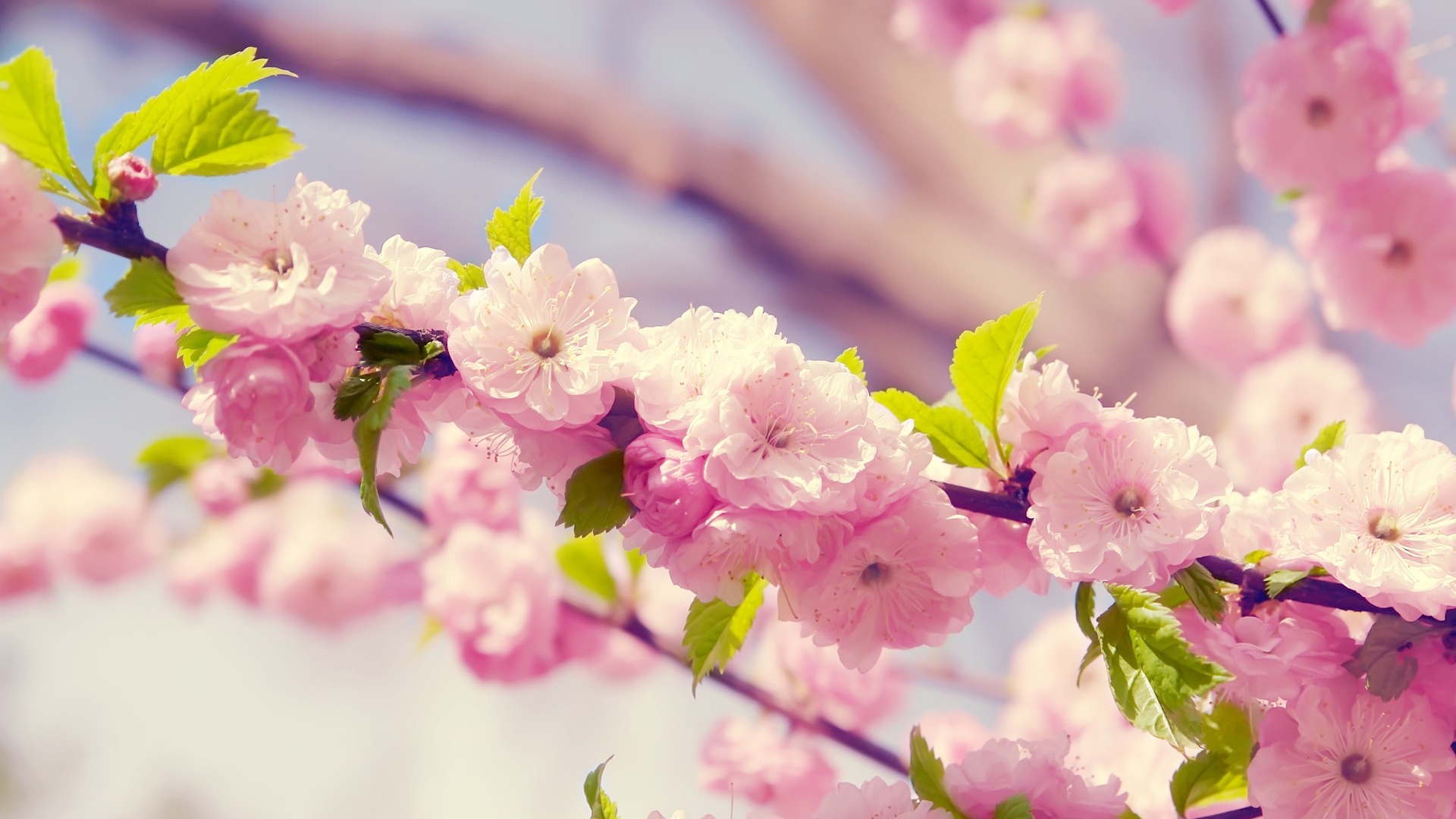 Japanese Cherry Blossom Desktop Pc And Mac Wallpaper