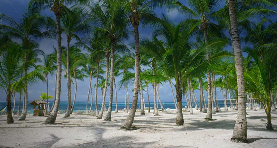 Dominican Republic Palm Trees On The Beach In Punta Cana