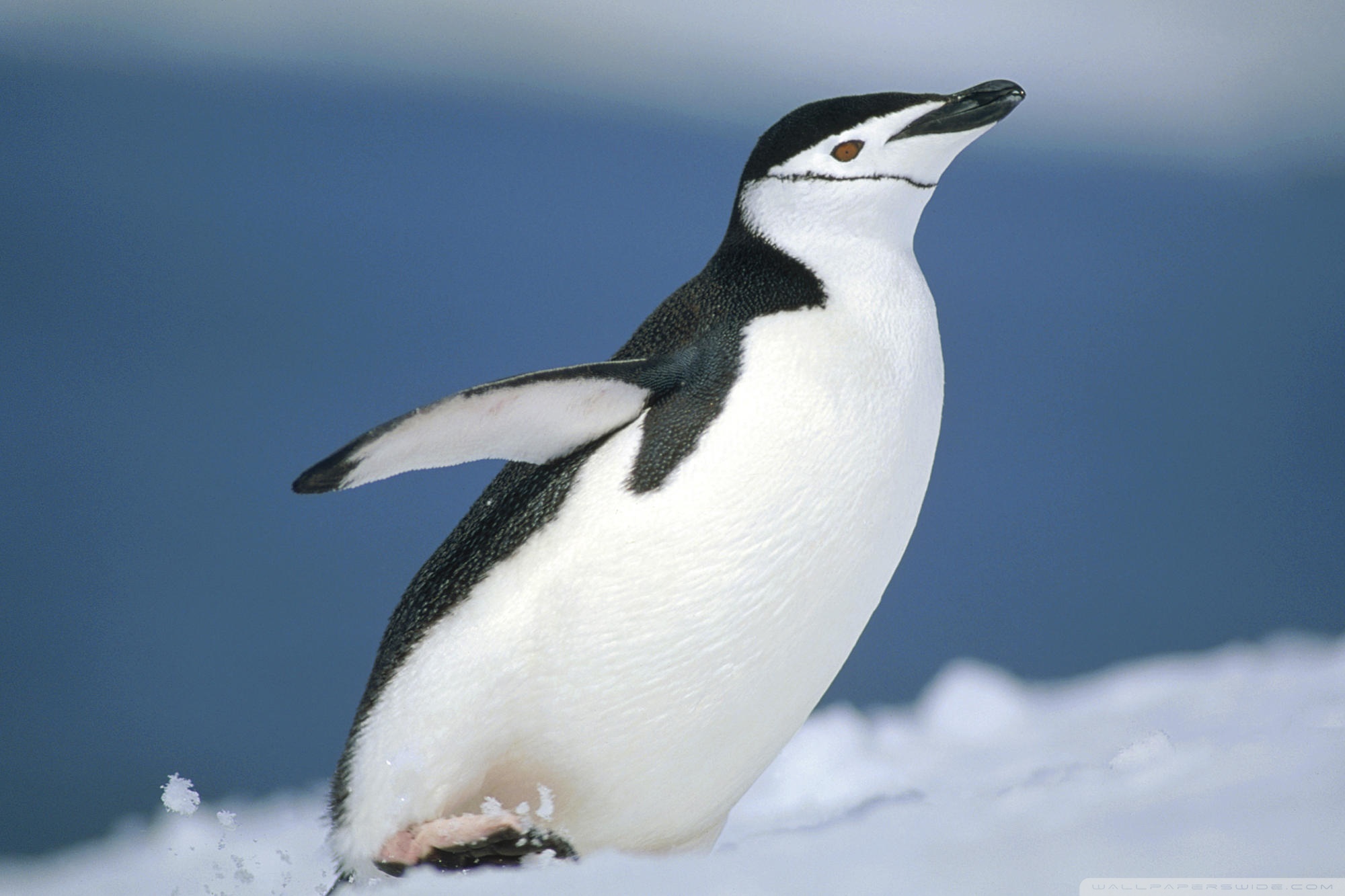 Cute little penguin photography wallpaper Animal desktop background