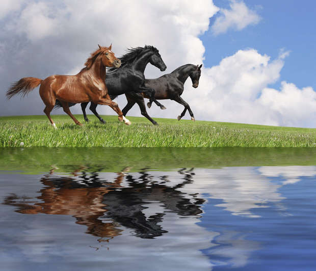 🔥 [48+] Equestrian Wallpaper Wall Coverings | WallpaperSafari