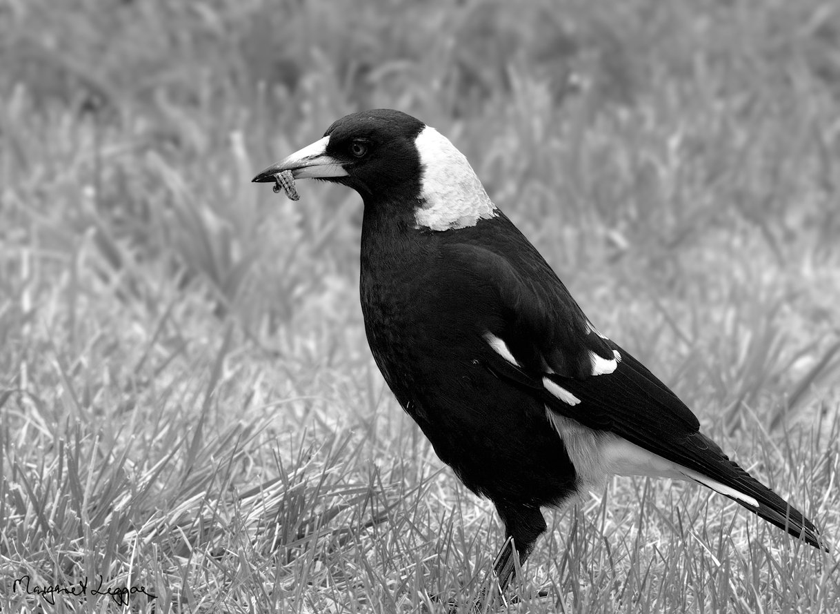  black and white bird in black and white the Internet Bird