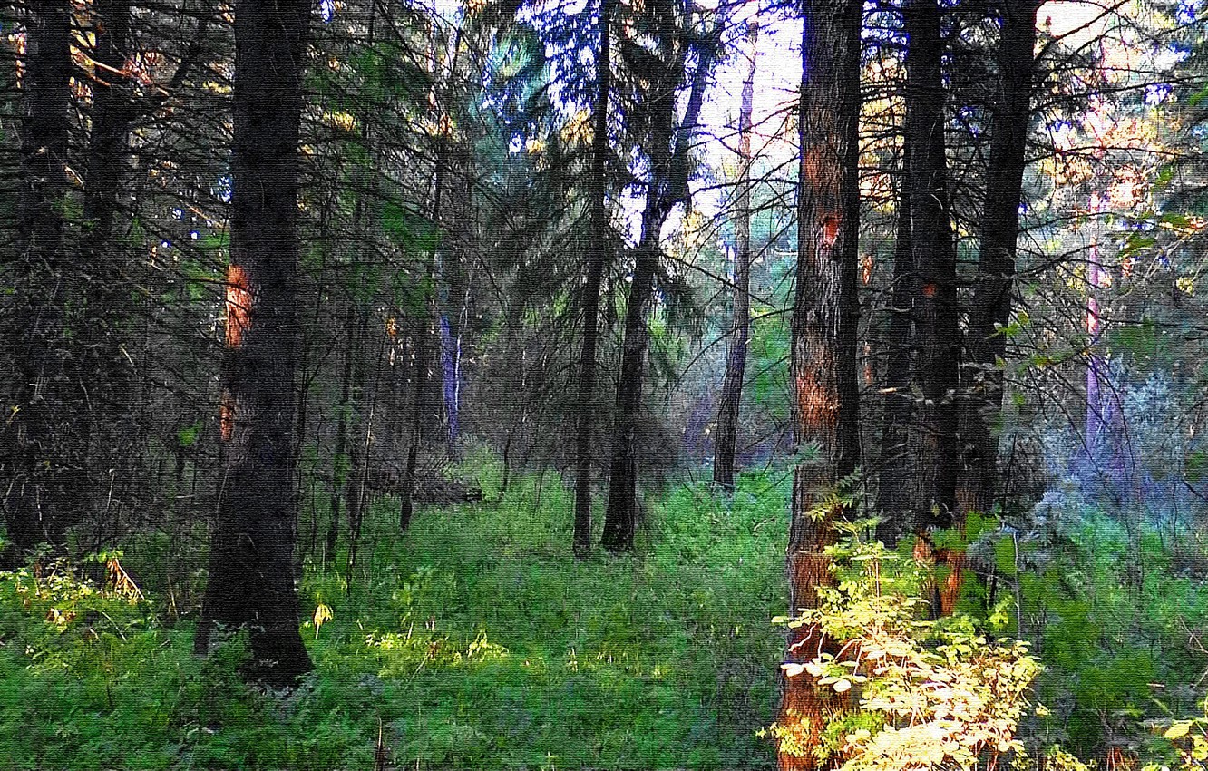 Wallpaper Road Forest The Cedars Siberia Taiga
