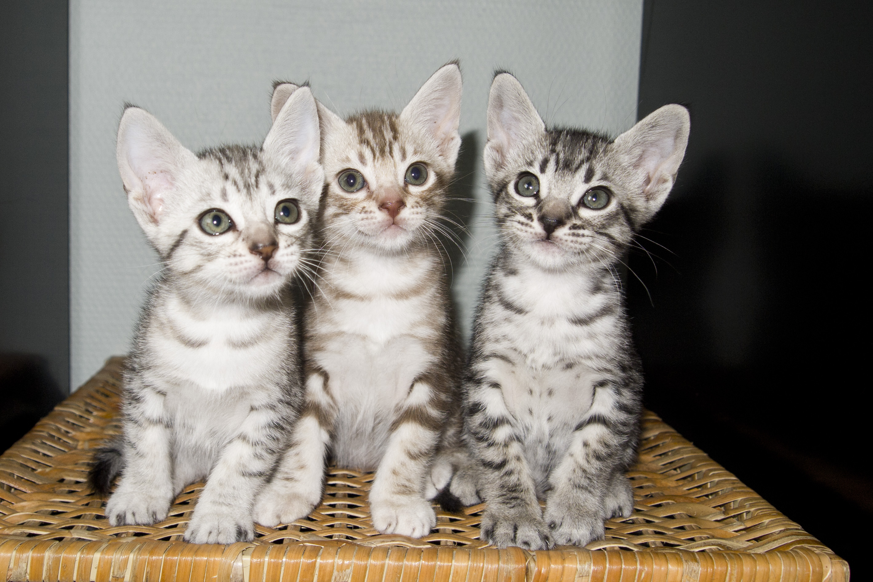 Cute Ocicat Kittens Photo And Wallpaper Beautiful