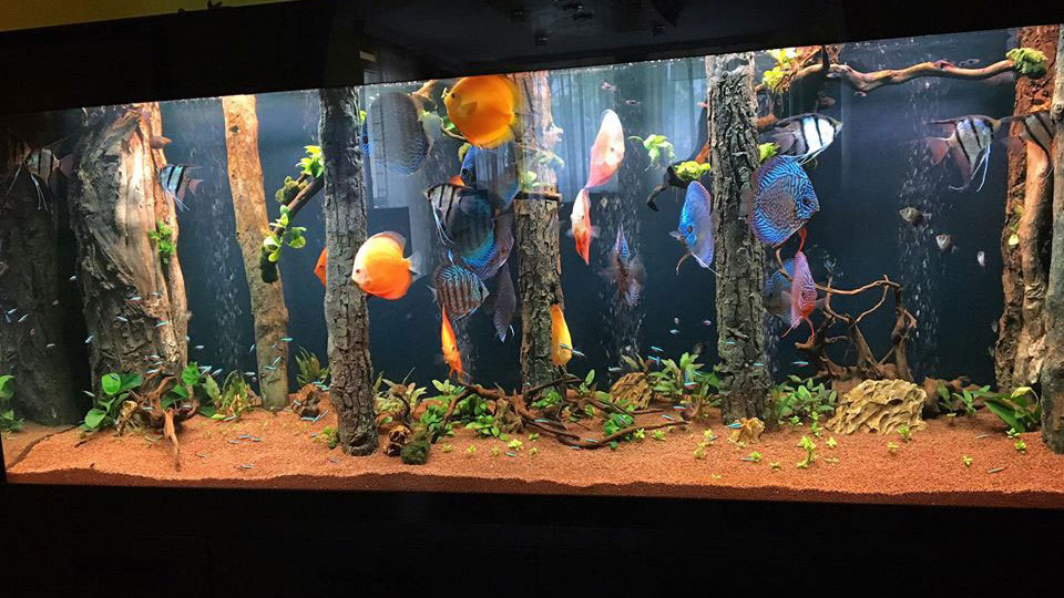 How To Choose An Aquarium Background Aquadecor Background