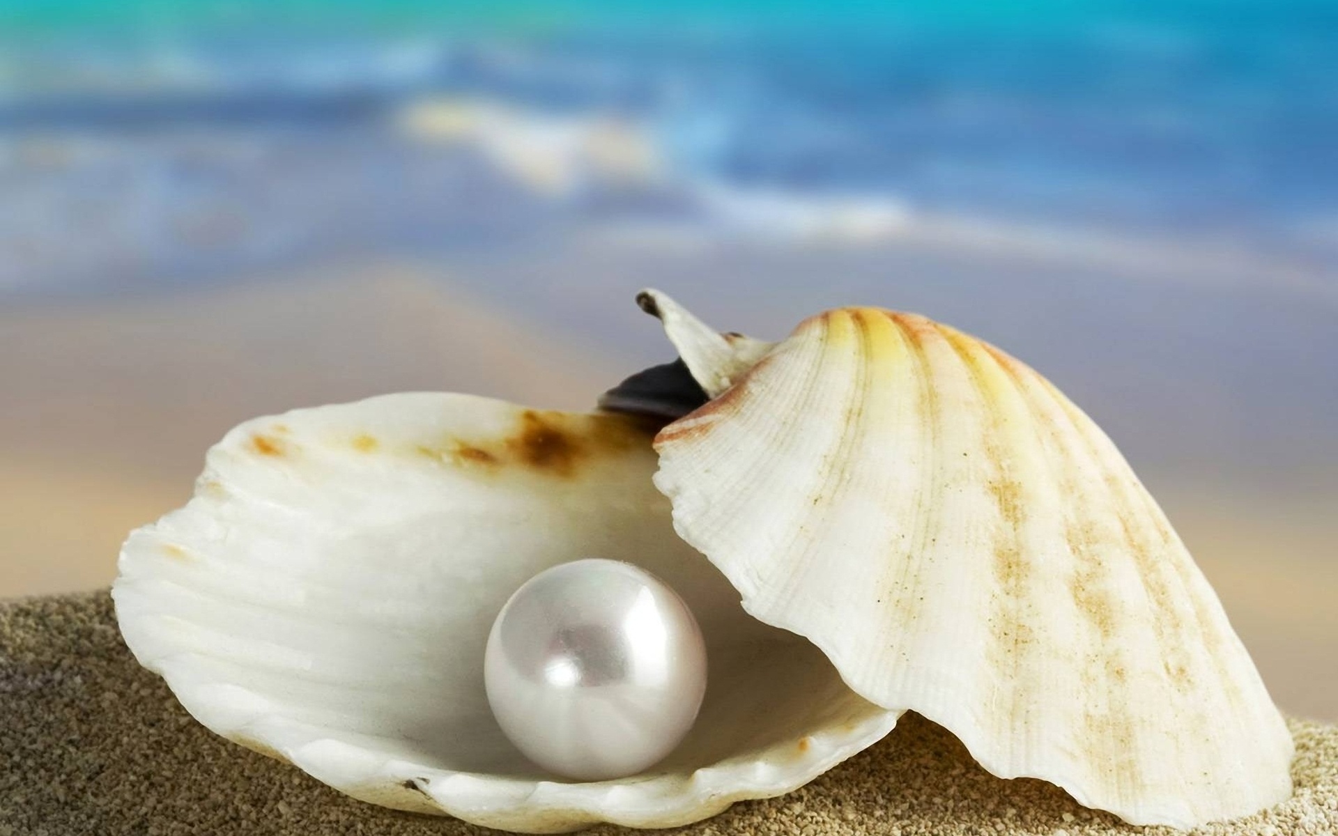 Seashell And Pearl Desktop Wallpaper