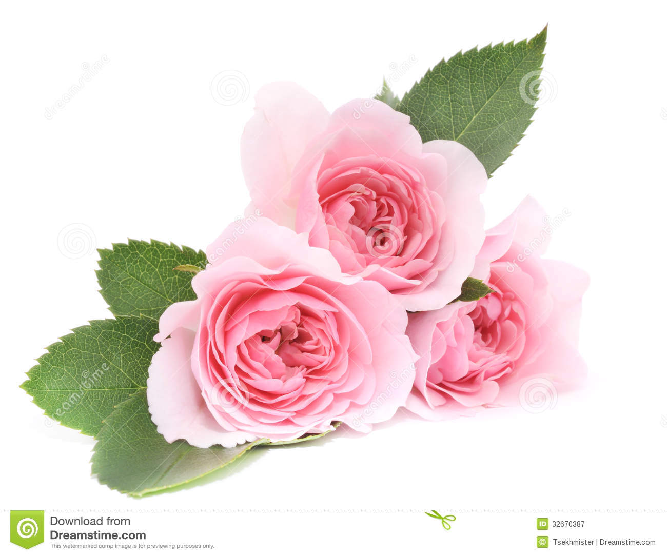 Habrumalas Pink Rose White Background Image