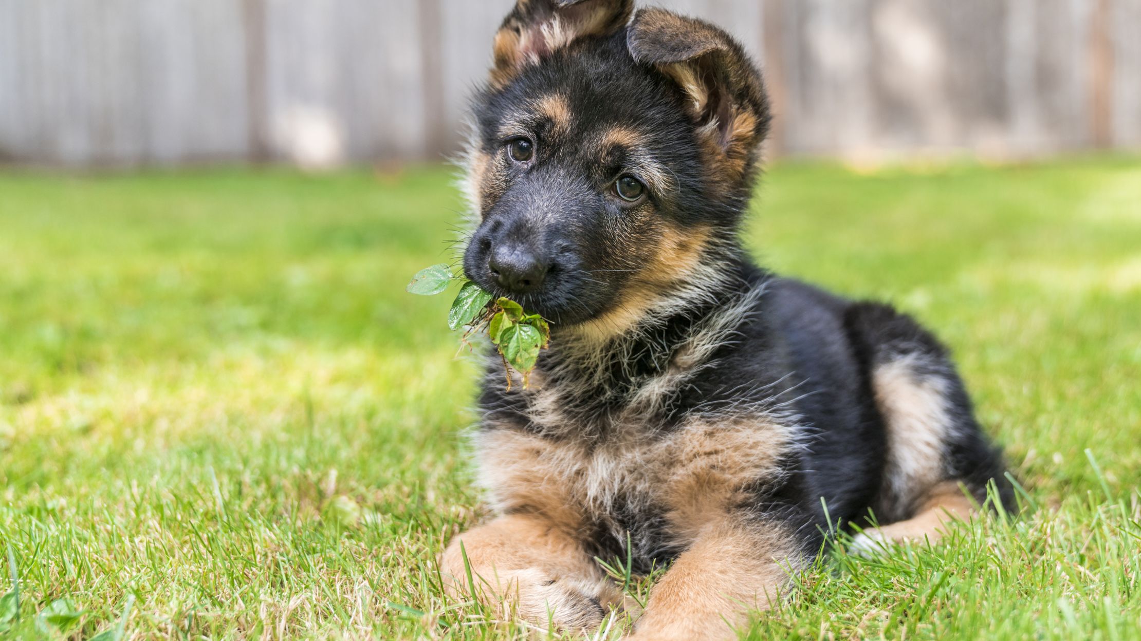 Facts About Puppies Wallpaper