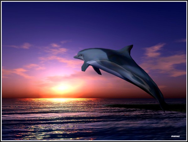 [View 32+] 46+ Sunset Wallpaper Dolphin Background Vector