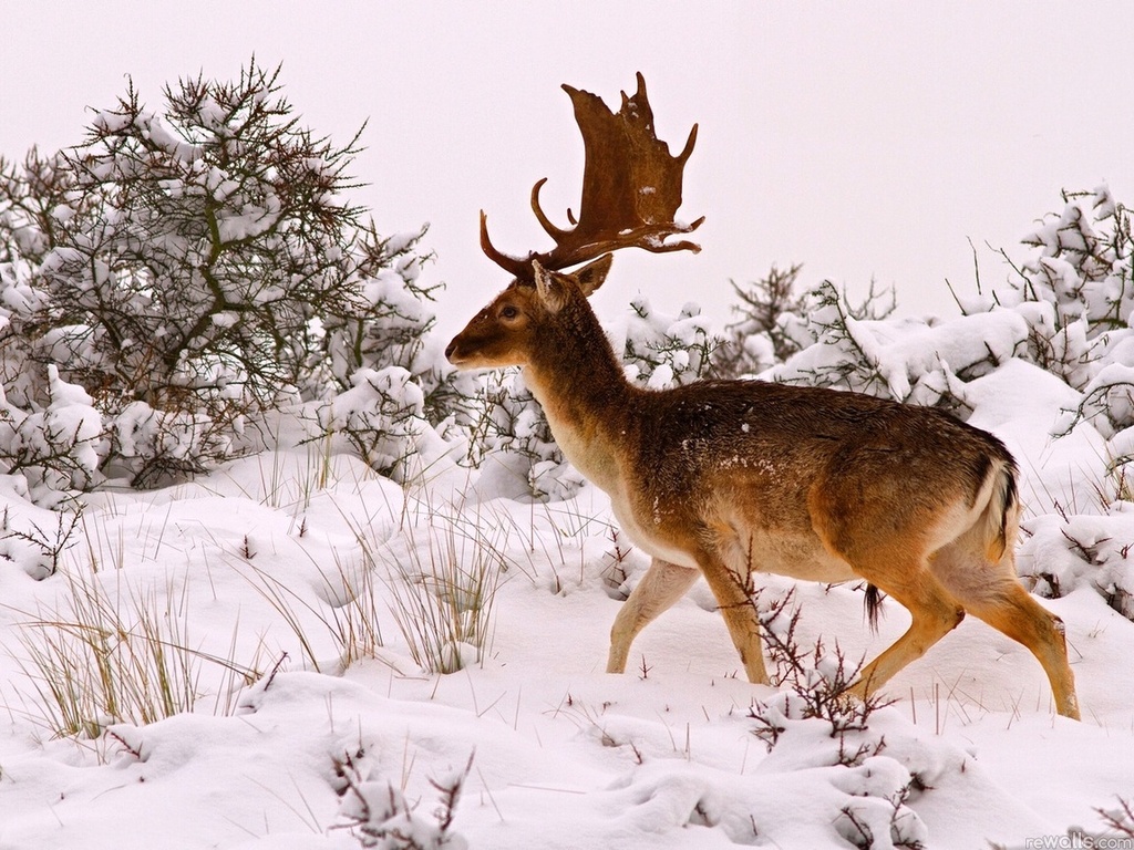 Deer in snow wallpaper   ForWallpapercom