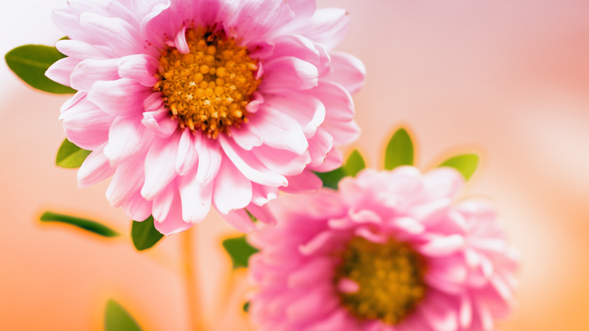 Flowers HD File Size Mb Tags Pink