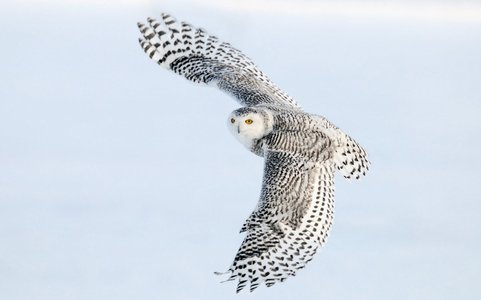 HD White Owl Wallpaper With A Flying Background Picture Jpg
