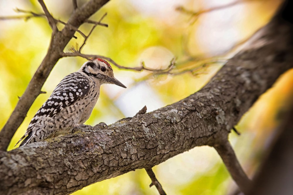 Woodpecker Pictures Image