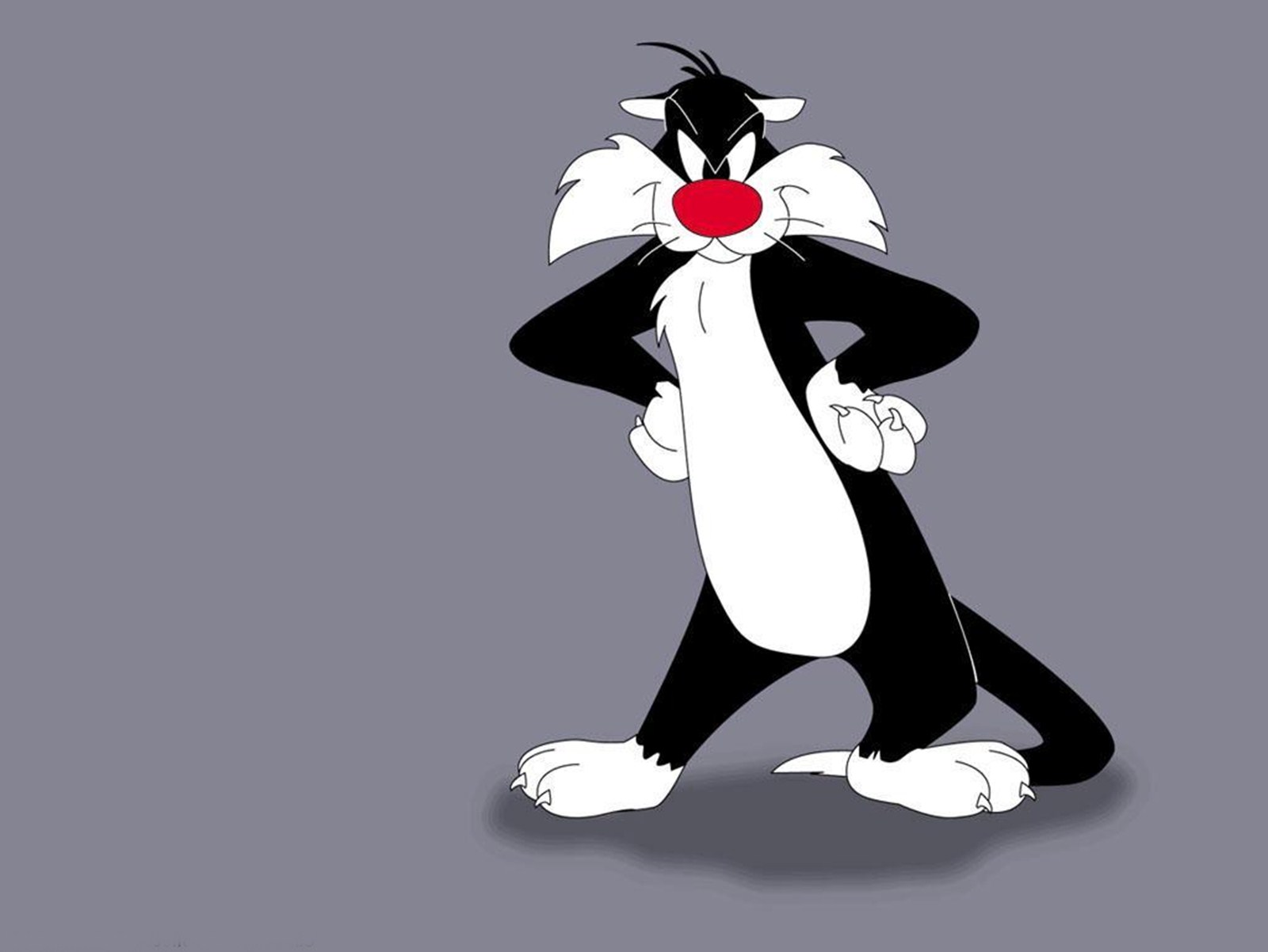 Sylvester HD Wallpapers