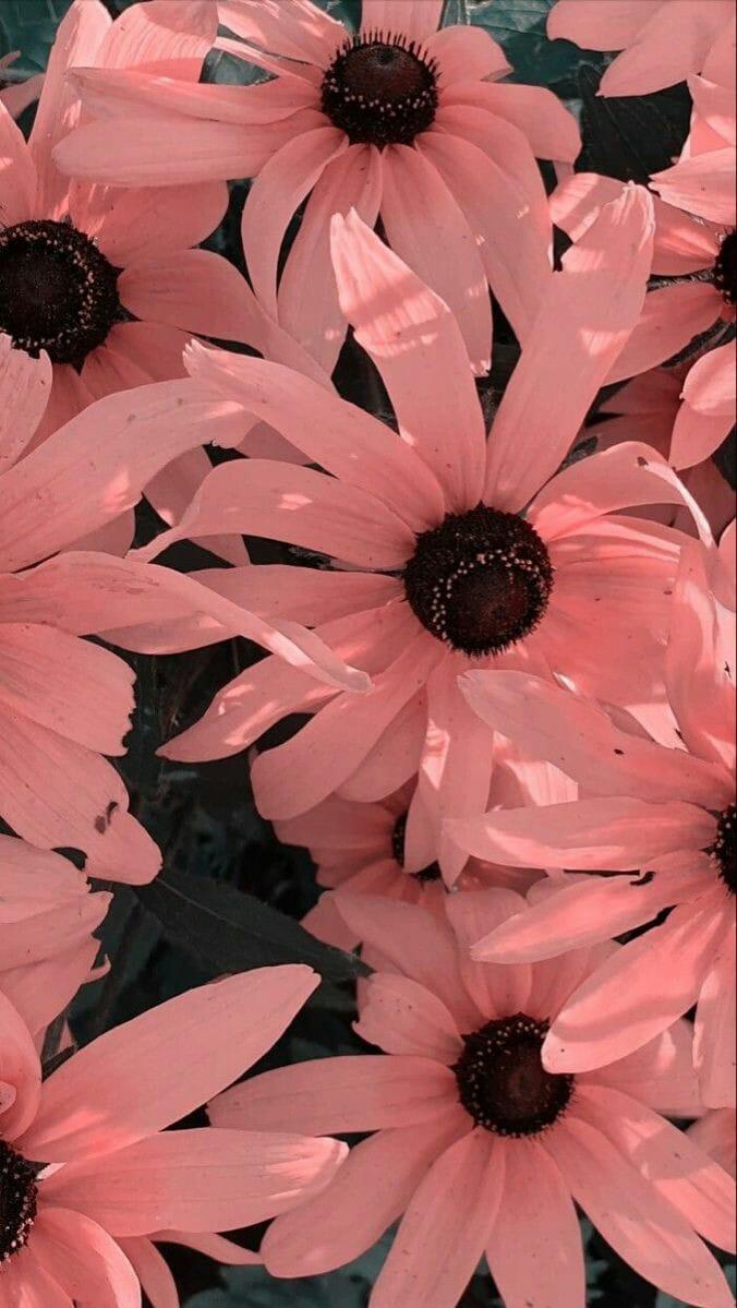 Aesthetic Wallpaper