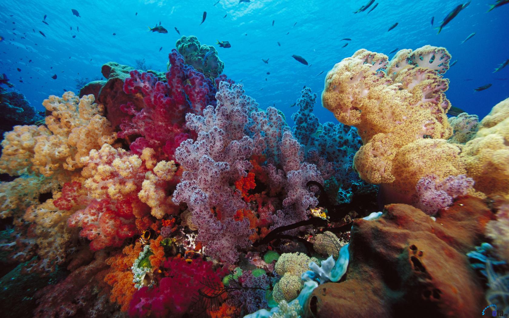 Wallpaper Coral Reefs In Indonesia X Widescreen