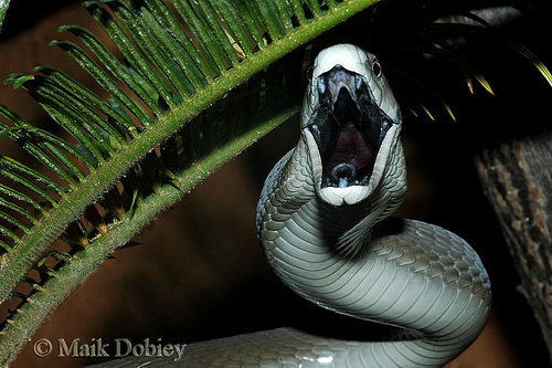 Top 16 Most Dangerous BLACK MAMBA Snake Wallpapers In HD HDhut