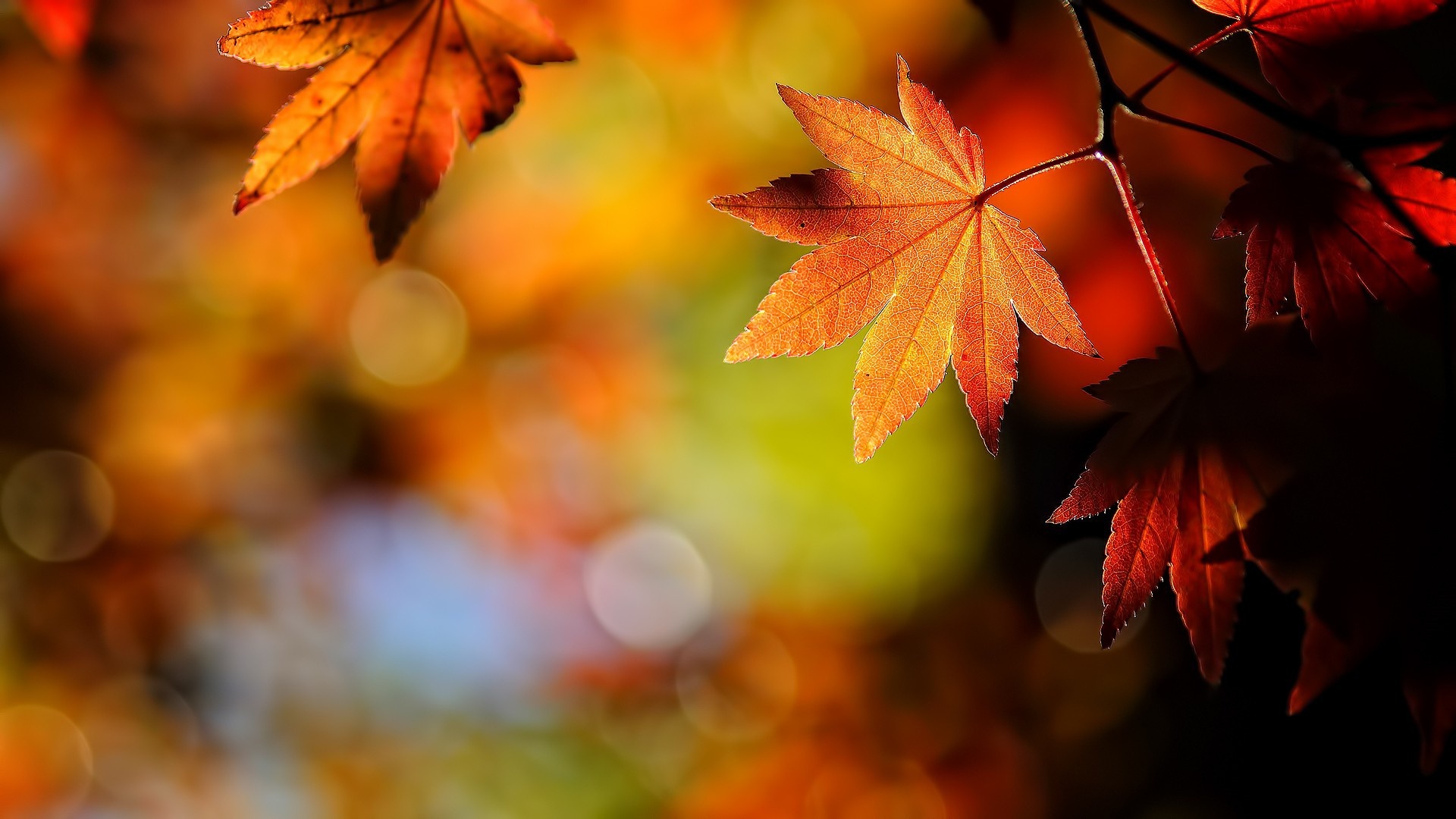 Download fall backgrounds for mac free