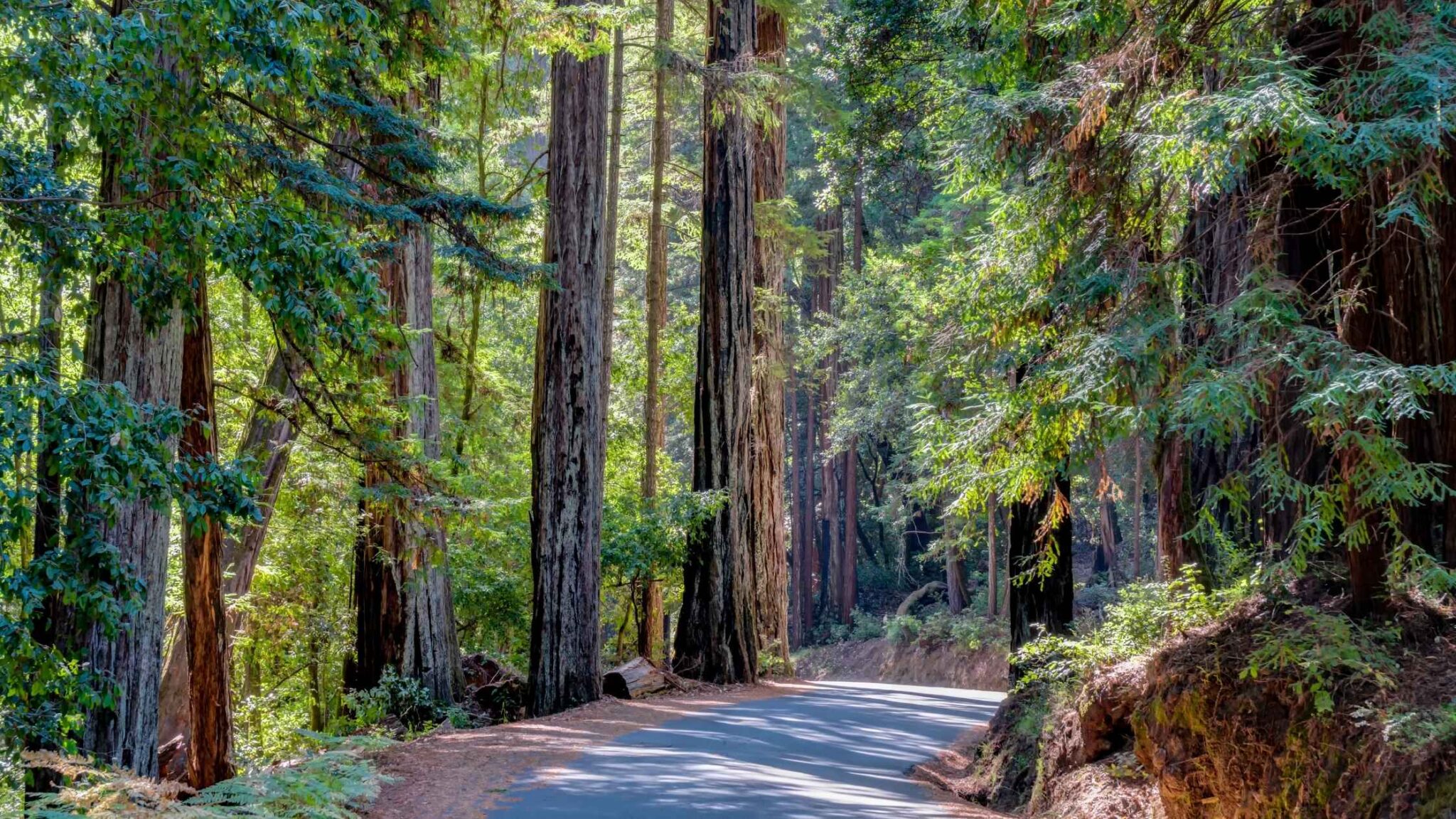 Best Hikes In Santa Cruz For Nature Lovers And Hikers