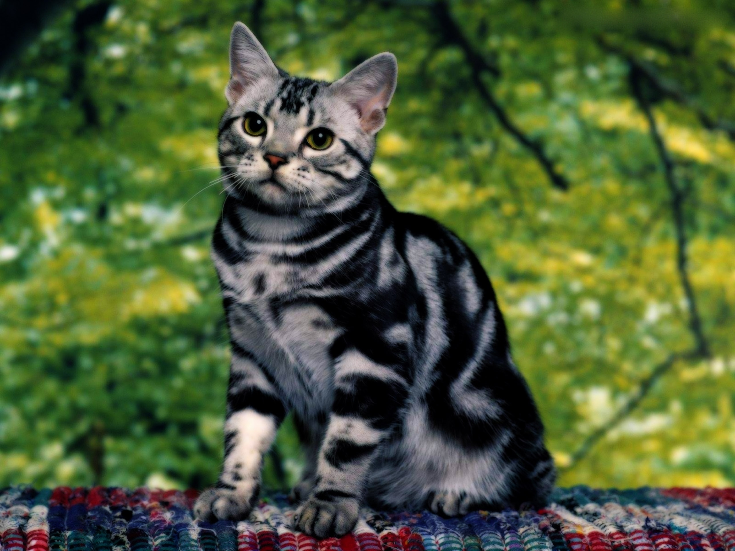 Bengal Cat Desktop Wallpaper This