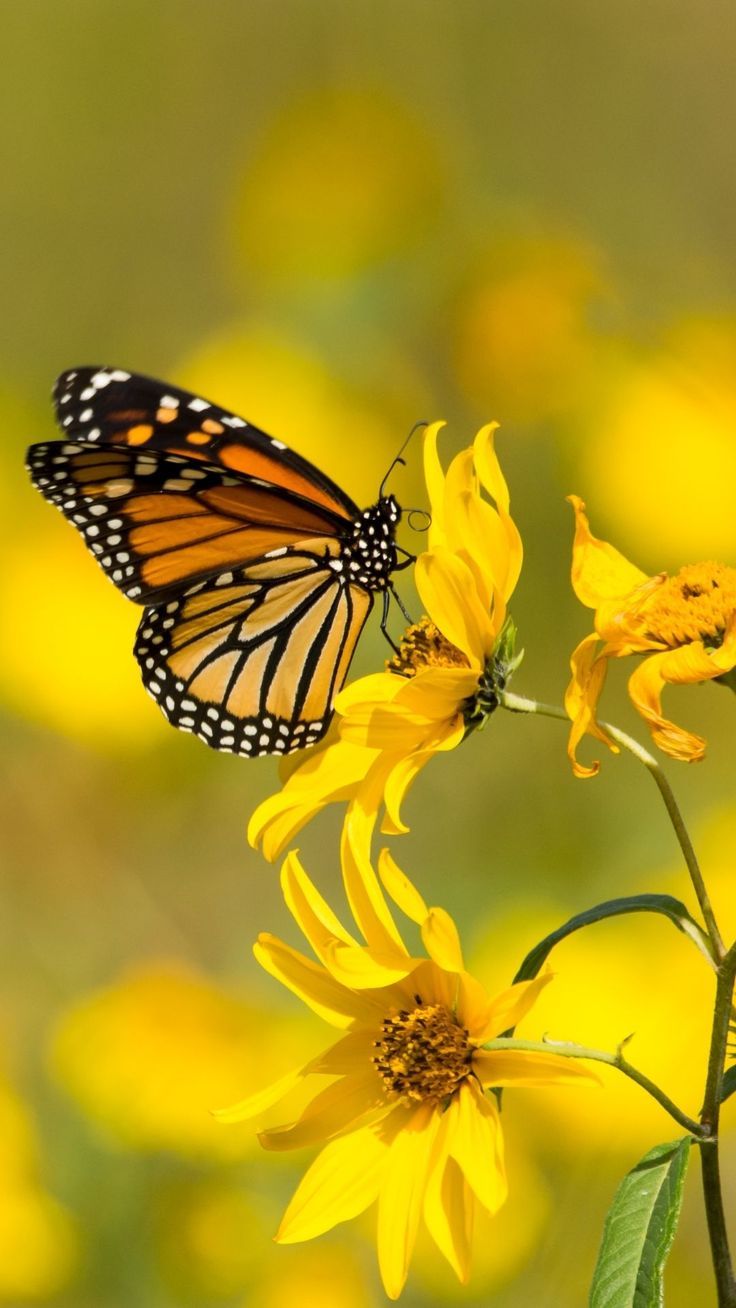Butterfly Wallpaper For Your Phone