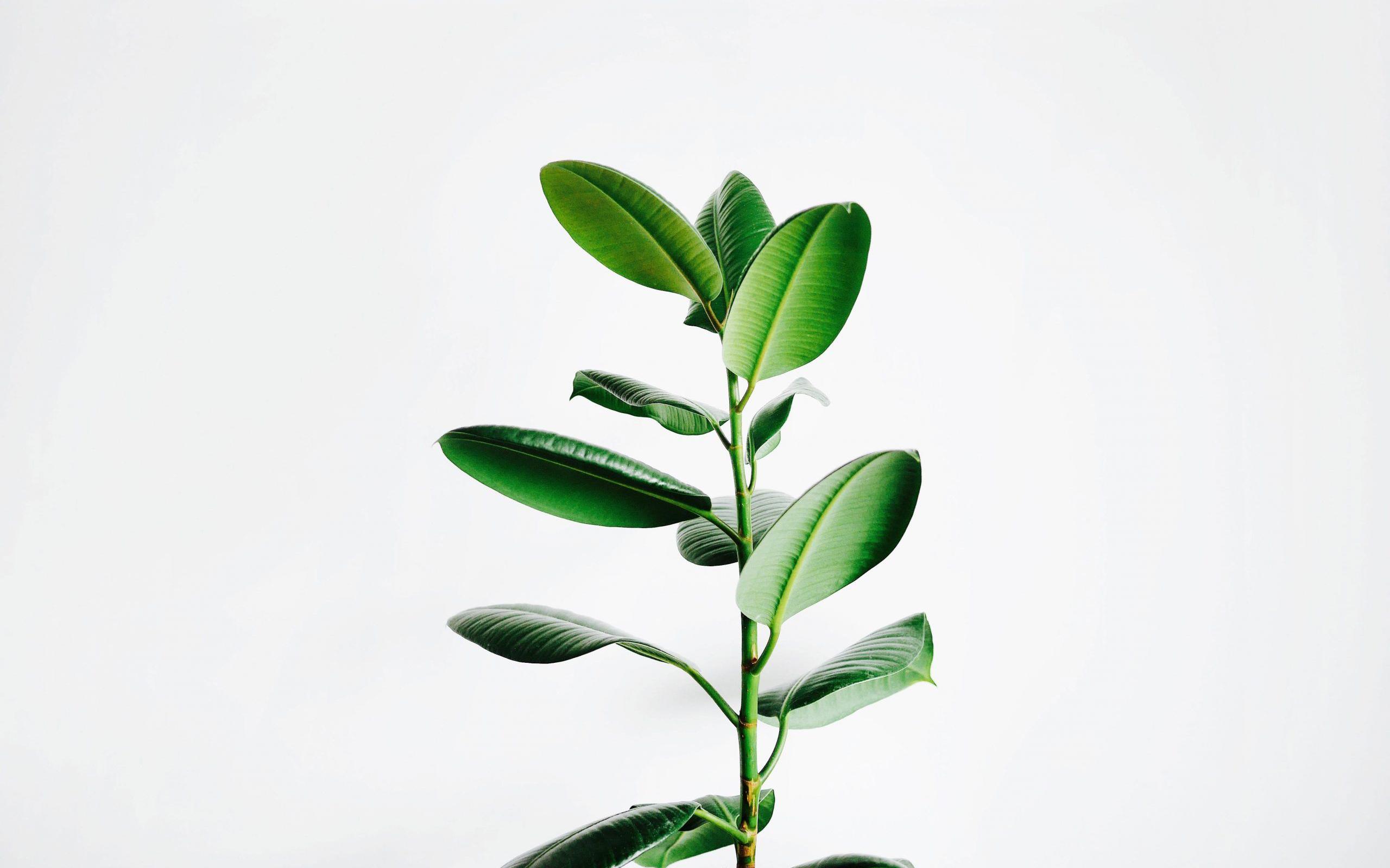 Aesthetic Minimalist Plant Wallpaper Puter