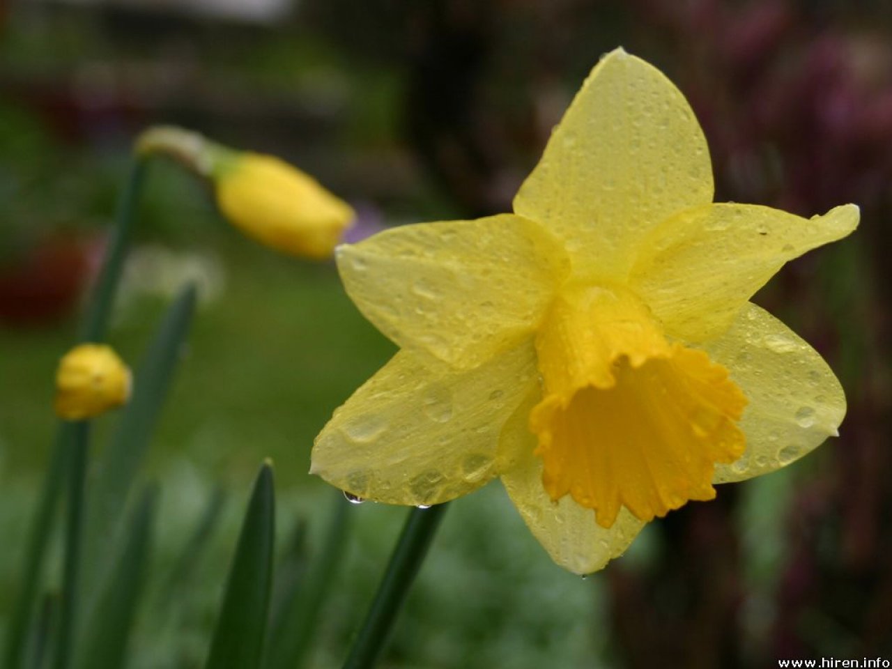 Wallpaper Daffodil Flower