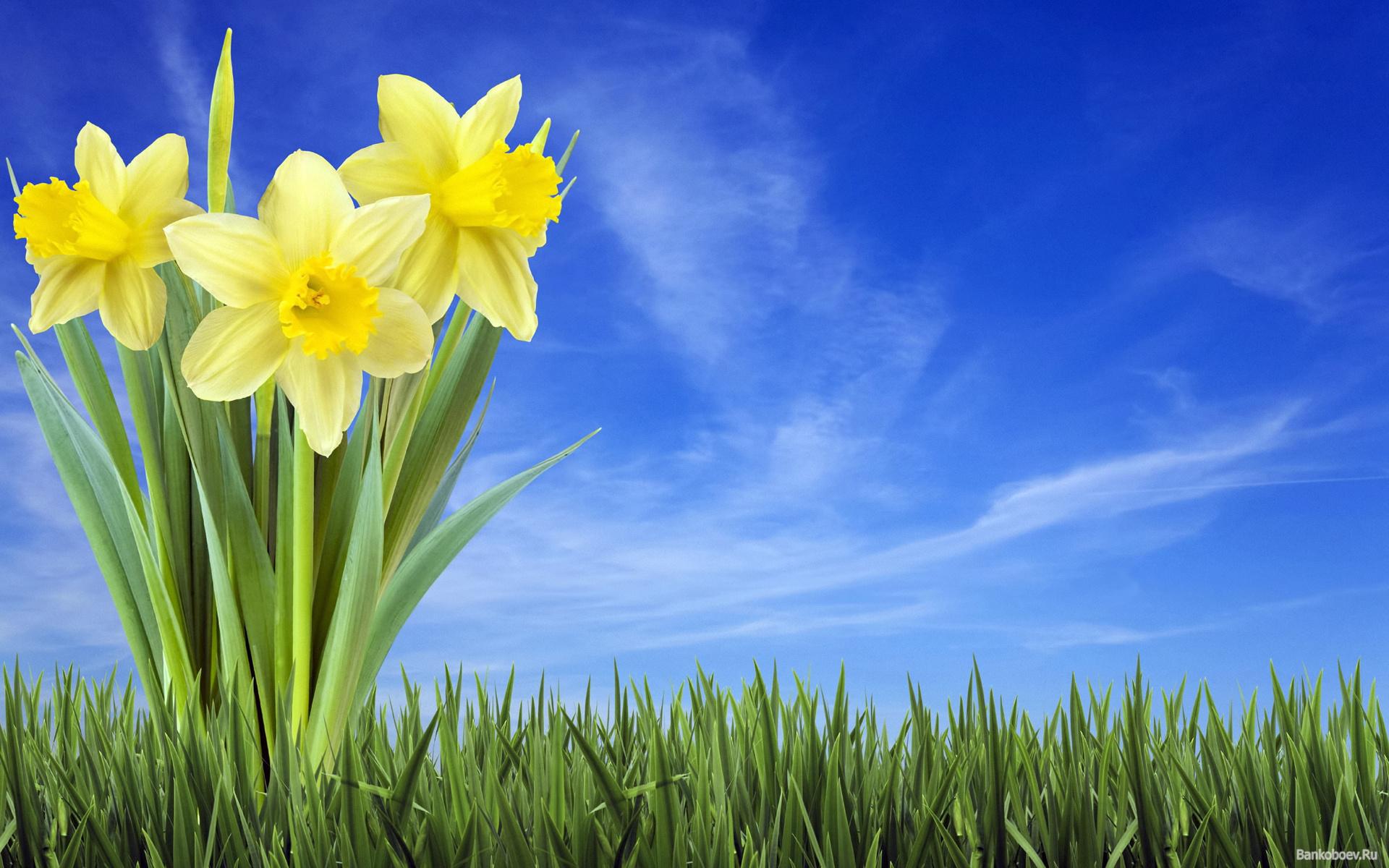 Free download Daffodil wallpaper 1920x1200 51537 [1920x1200] for your Desktop, Mobile & Tablet