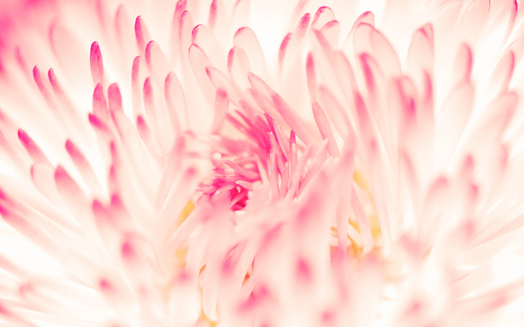 Spring Daisy Flower Wallpaper HD