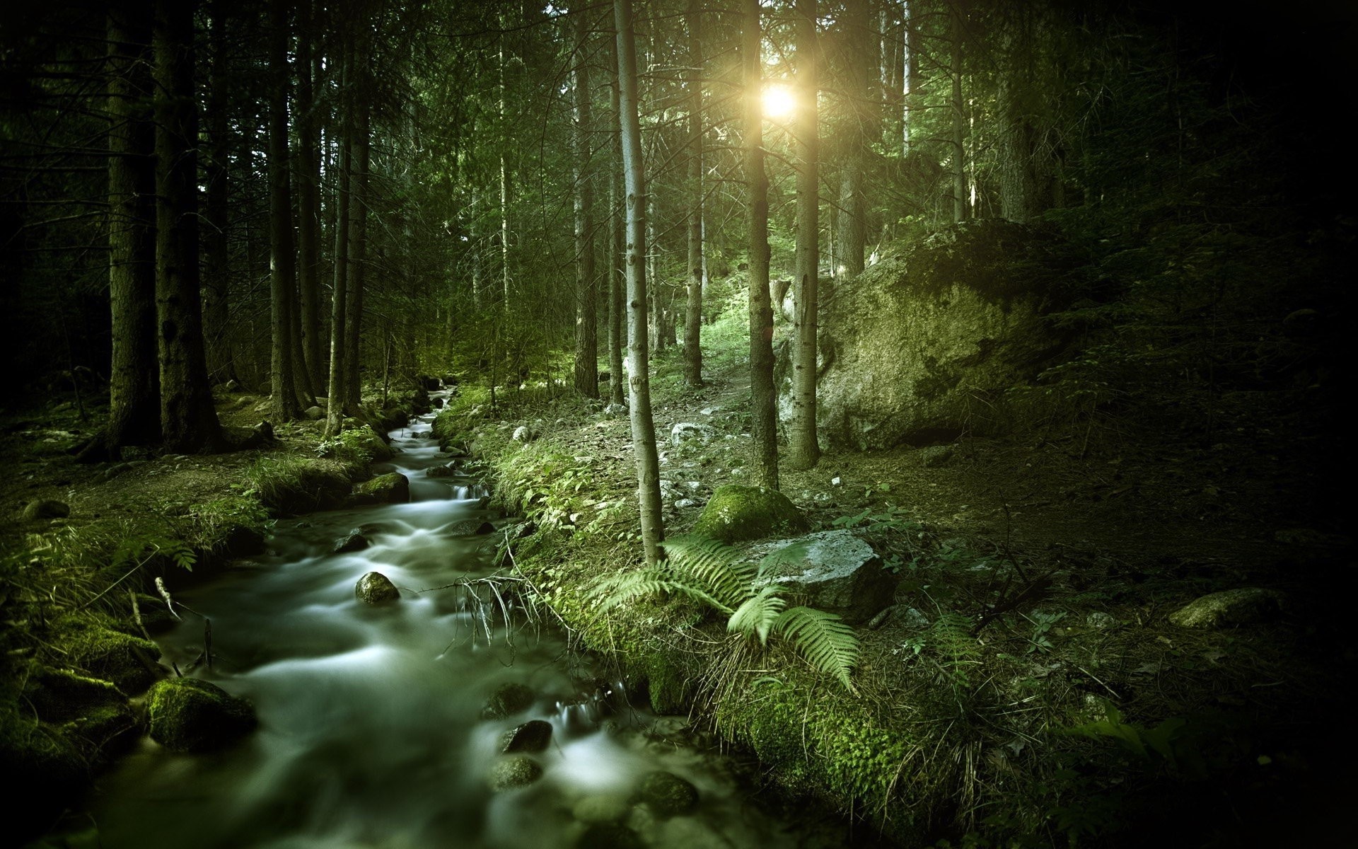 Elven Forest Wallpaper Image