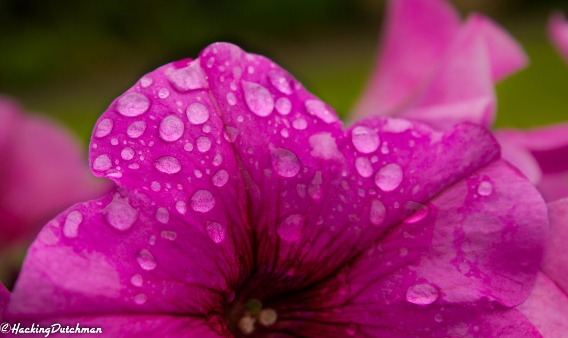 Waterdrops Pink Flower Wallpaper 1080p 2k 4k by HackingDutchman on