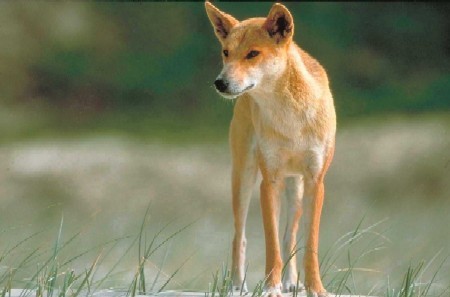 Dingo Image Wallpaper And Background Photos