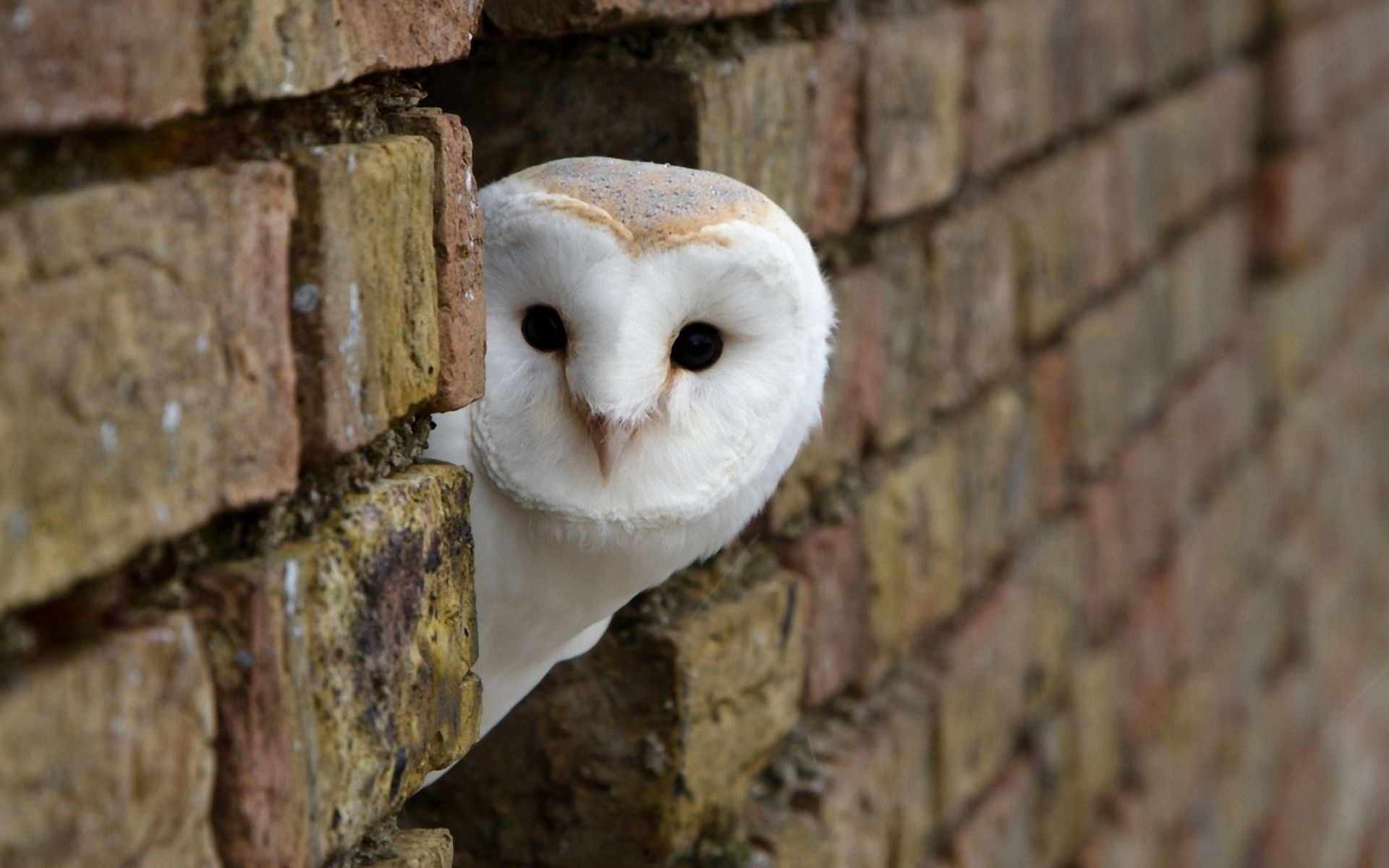 Cute Owl Owls Wallpaper Bird