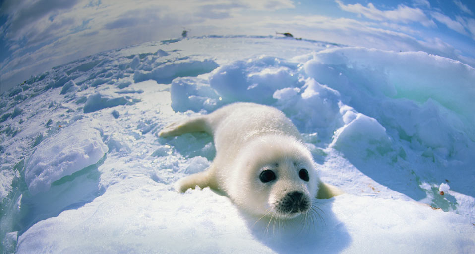 Baby Seal Lying On Ice Mixa Co Ltd