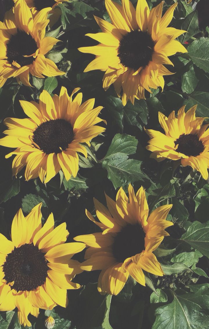 Anniehallw Sunflowers Background Sunflower